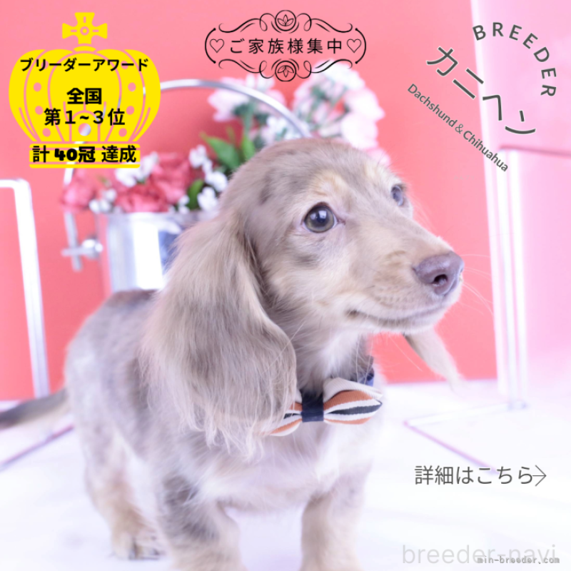 販売中の愛知県のカニンヘンダックスフンド(ロングヘアード)-414139の1枚目