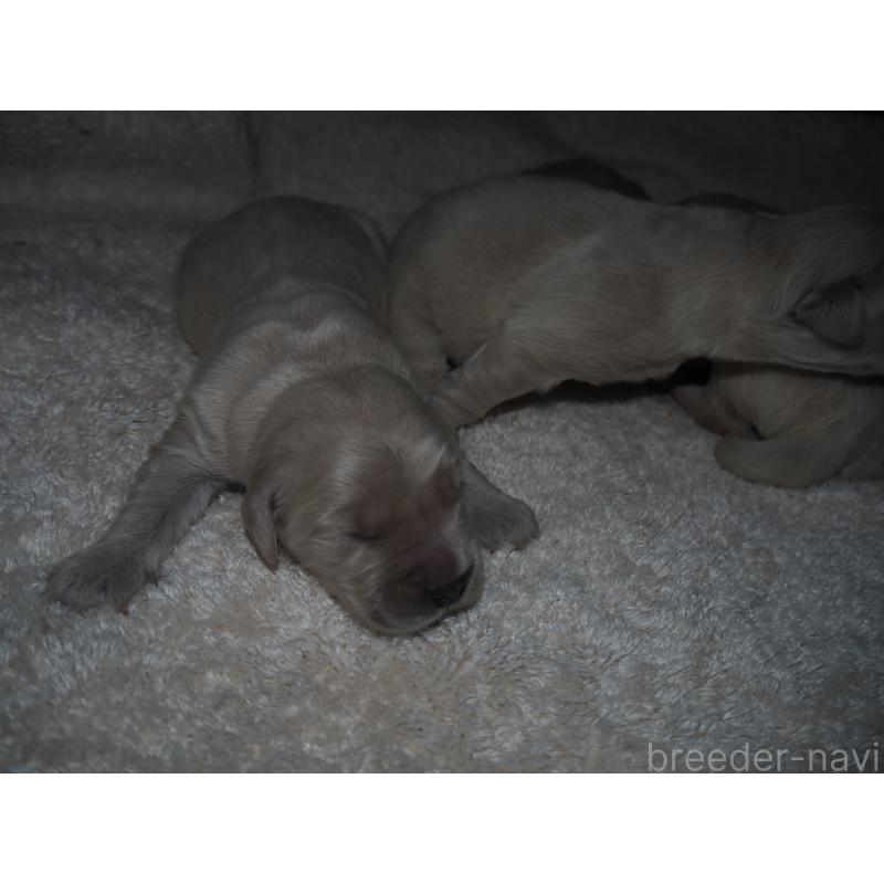 商談中の山梨県のゴールデンレトリーバー-431953の42枚目