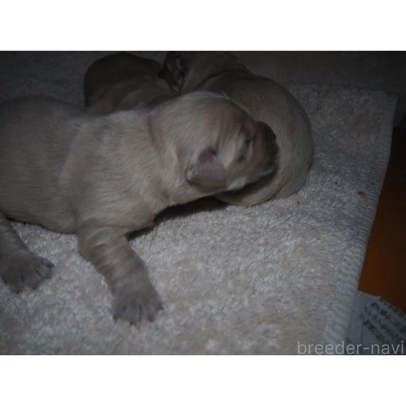 商談中の山梨県のゴールデンレトリーバー-431953の41枚目