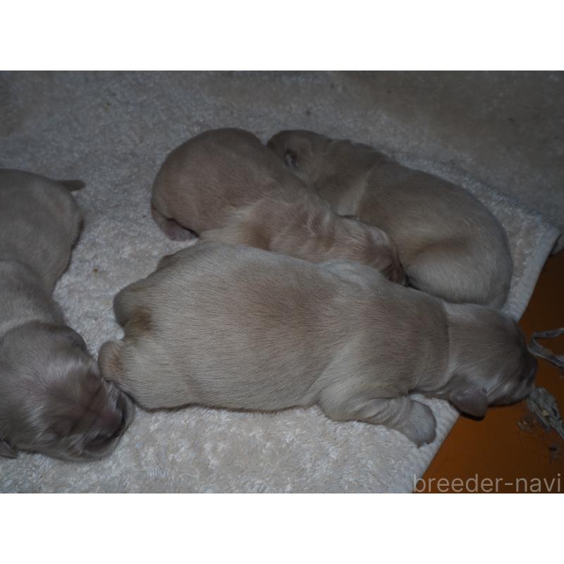 商談中の山梨県のゴールデンレトリーバー-431953の40枚目