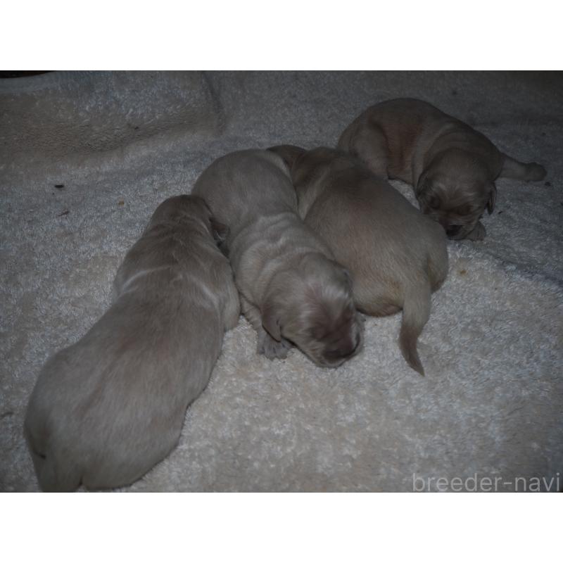 商談中の山梨県のゴールデンレトリーバー-431953の39枚目