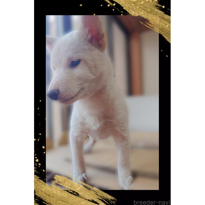 販売中の栃木県の柴犬-411158の3枚目