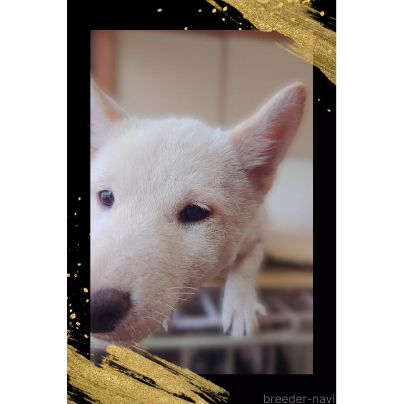 販売中の栃木県の柴犬-411158の2枚目