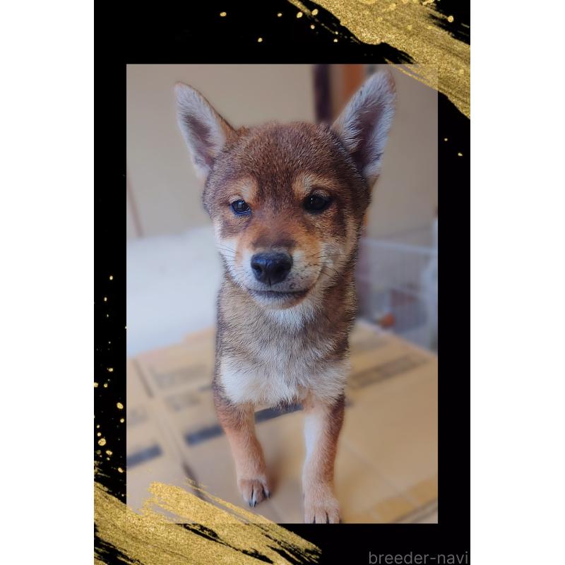 販売中の栃木県の柴犬-415767の5枚目