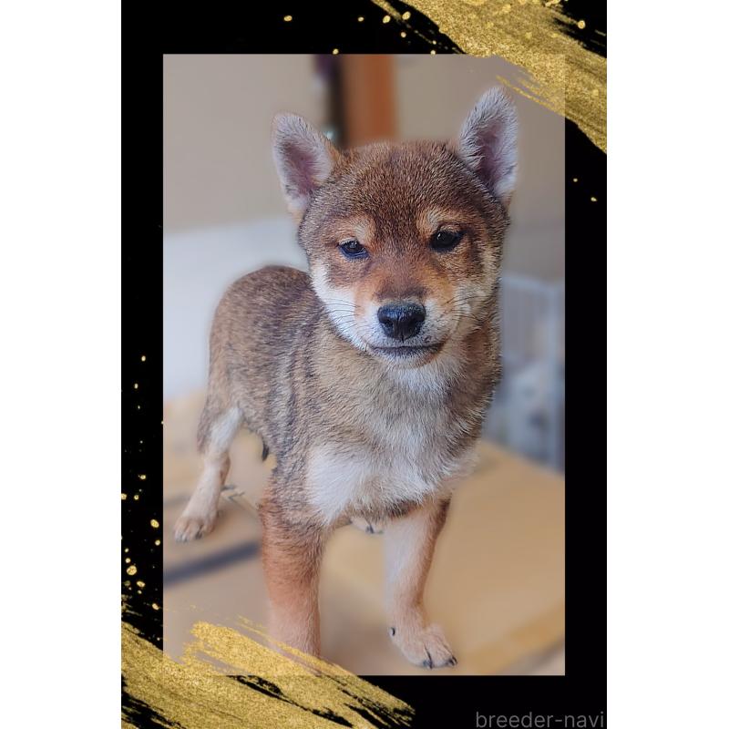 販売中の栃木県の柴犬-415767の4枚目