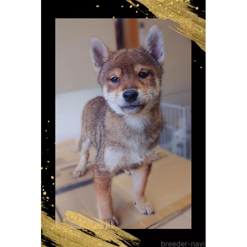 販売中の栃木県の柴犬-415767の3枚目