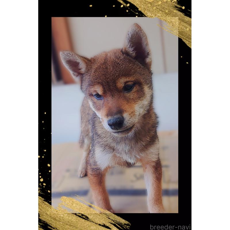 販売中の栃木県の柴犬-415767の2枚目