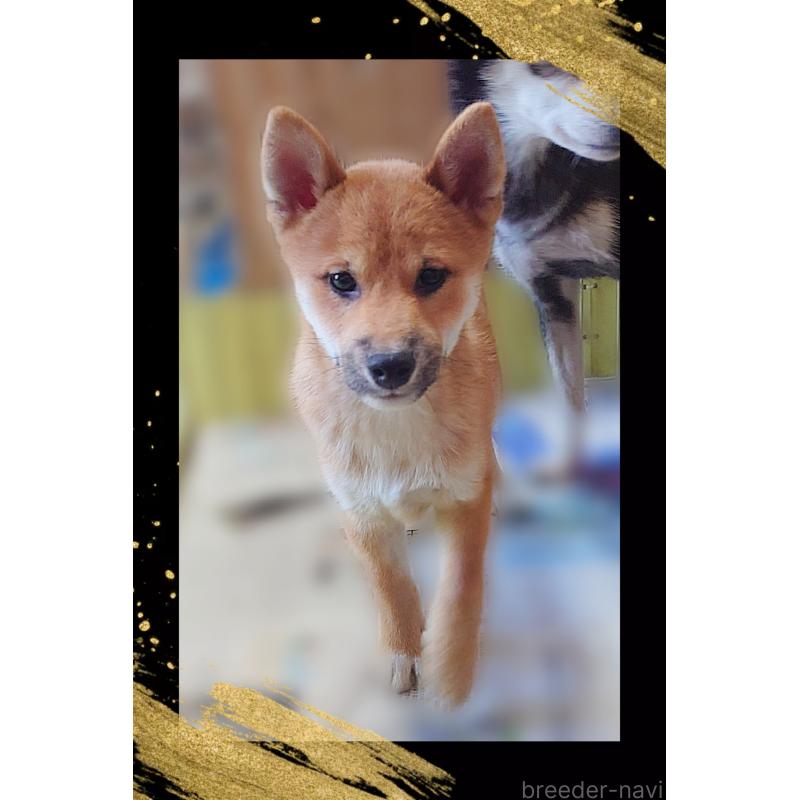 販売中の栃木県の柴犬-411153の5枚目