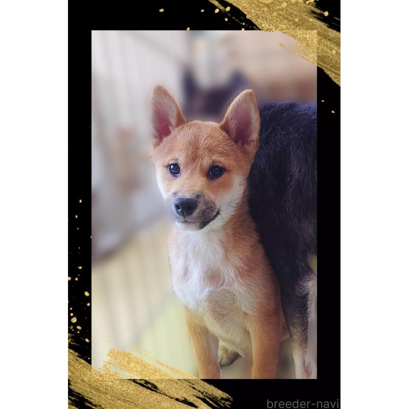 販売中の栃木県の柴犬-411153の4枚目