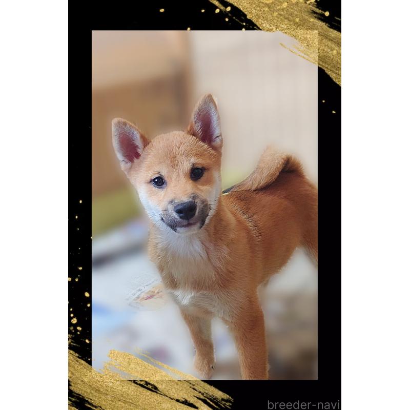 販売中の栃木県の柴犬-411153の3枚目