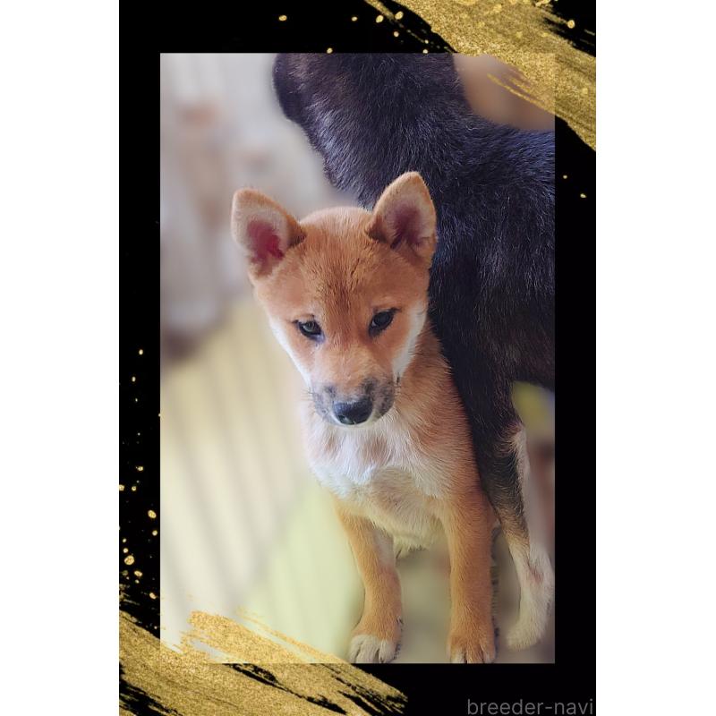 販売中の栃木県の柴犬-411153の2枚目