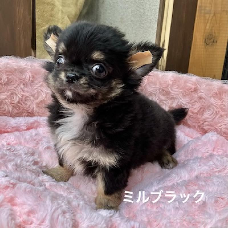 販売中の群馬県のチワワ(ロングコート)-430852