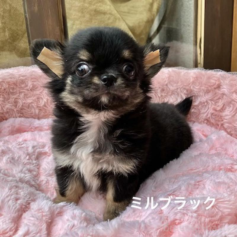 販売中の群馬県のチワワ(ロングコート)-430852