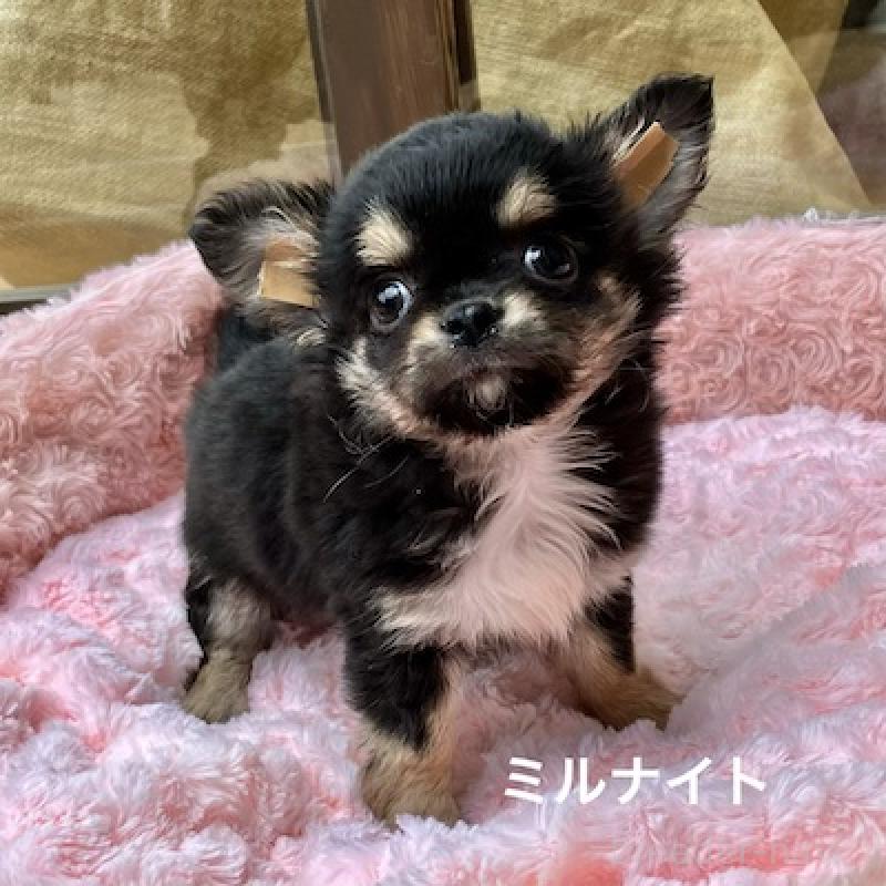 販売中の群馬県のチワワ(ロングコート)-430854