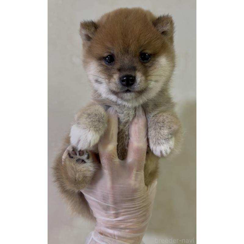 成約済の愛知県の豆柴-428351の4枚目