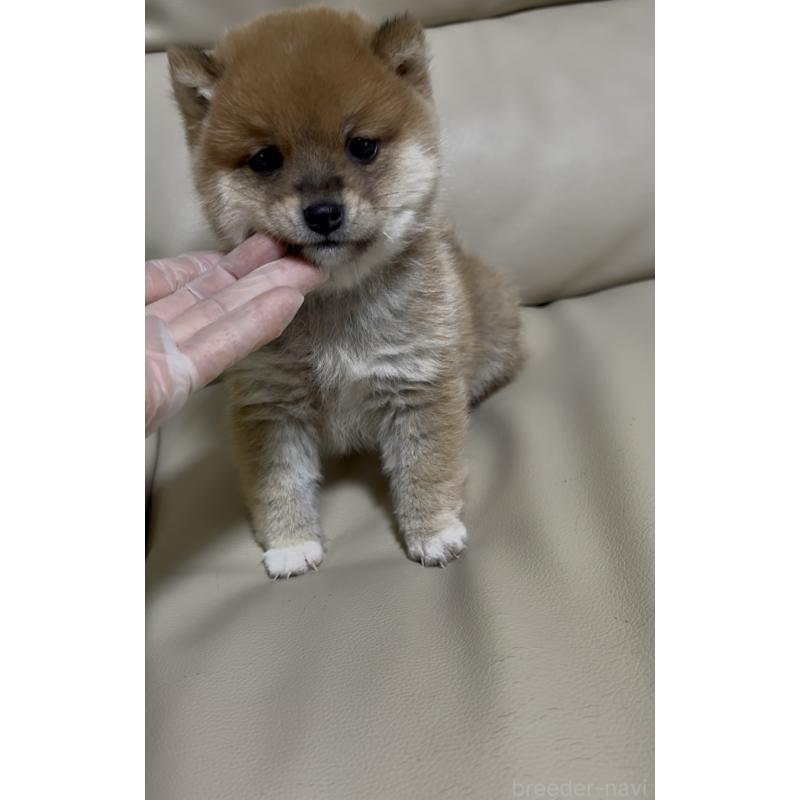 成約済の愛知県の豆柴-428351の3枚目