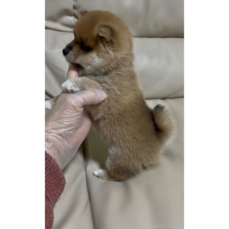 成約済の愛知県の豆柴-428351の2枚目