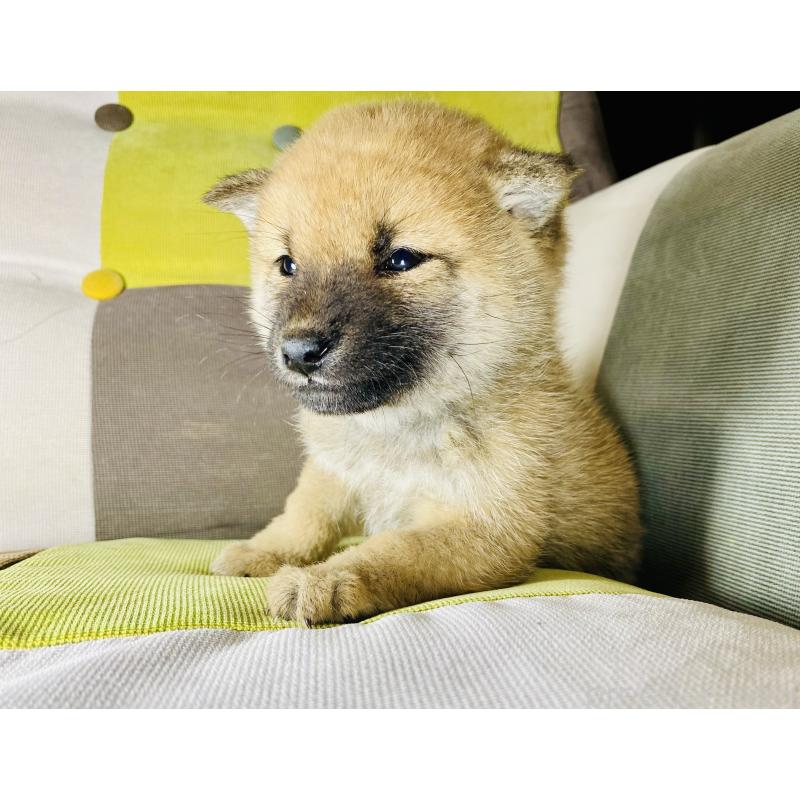 成約済の静岡県の豆柴-428475の4枚目