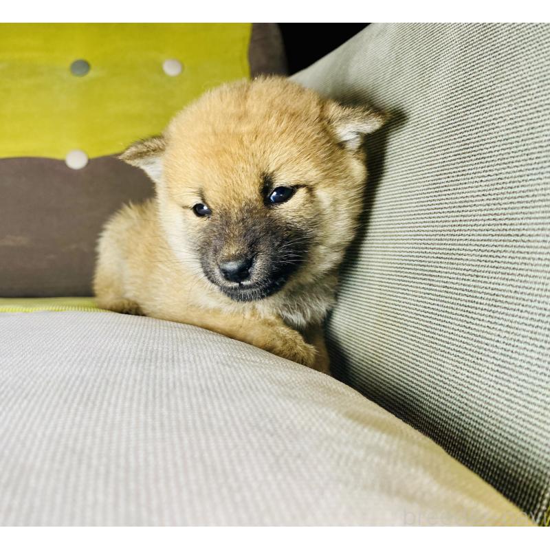 成約済の静岡県の豆柴-428475の3枚目