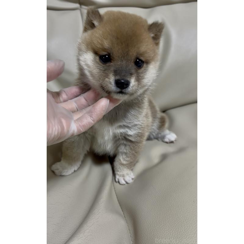 商談中の愛知県の豆柴-428349の6枚目