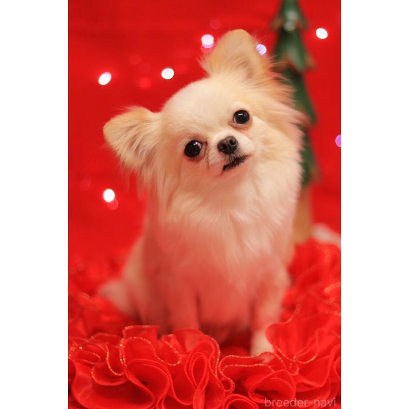 販売中の宮城県のチワワ(ロングコート)-432736の4枚目