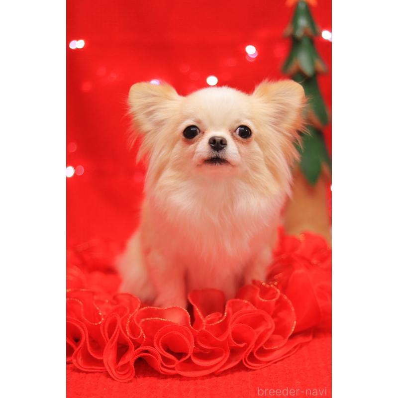 販売中の宮城県のチワワ(ロングコート)-432736の3枚目