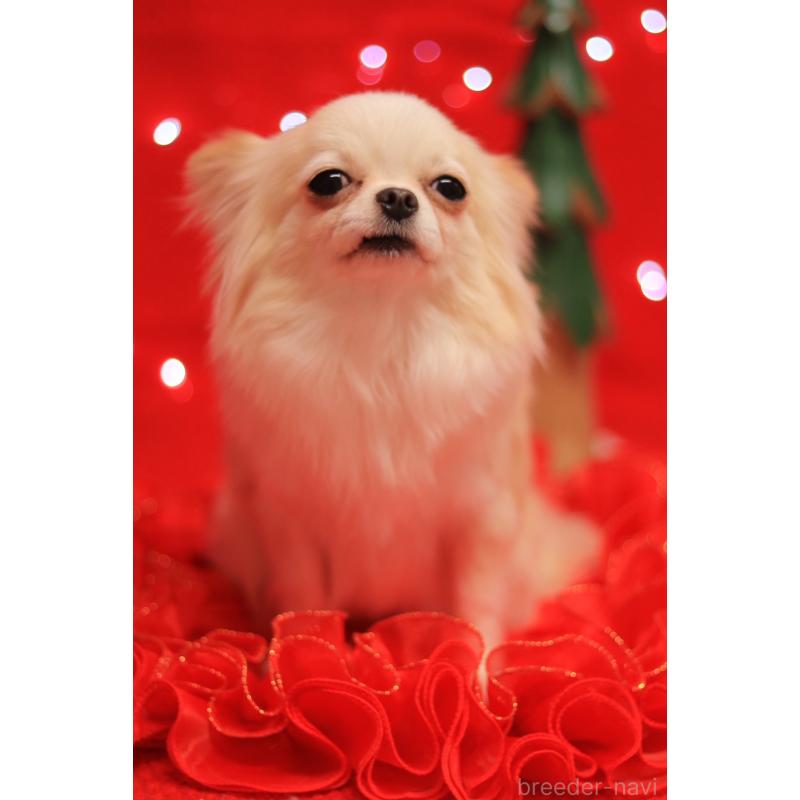 販売中の宮城県のチワワ(ロングコート)-432736の2枚目