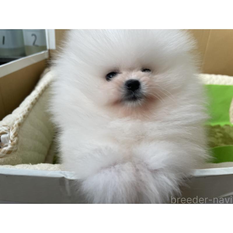 成約済の岐阜県のポメラニアン-428442の3枚目