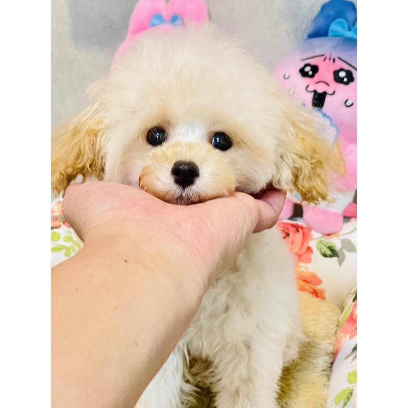 販売中の宮城県のティーカッププードル-423047