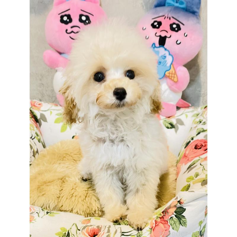 販売中の宮城県のティーカッププードル-423047の5枚目