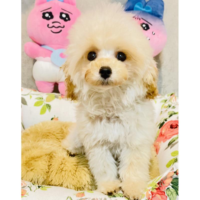 販売中の宮城県のティーカッププードル-423047の4枚目