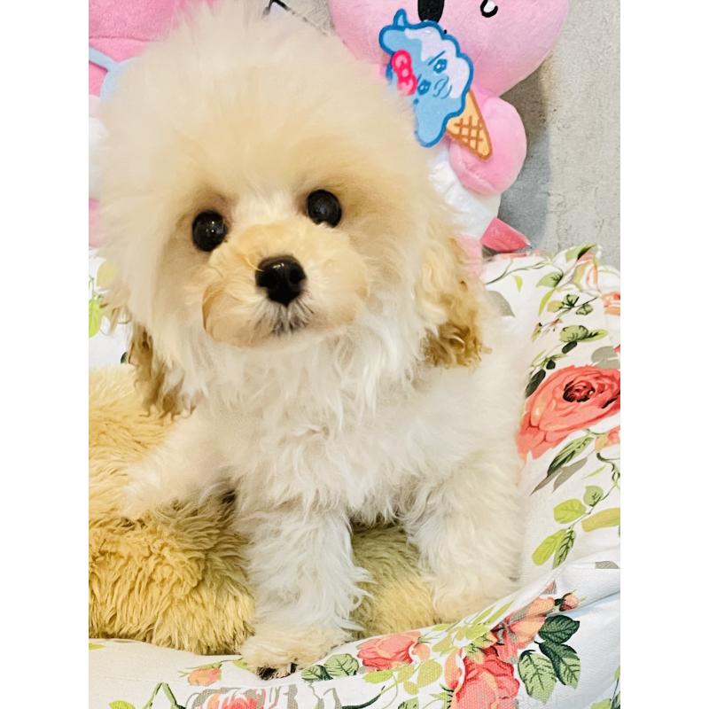 販売中の宮城県のティーカッププードル-423047の3枚目