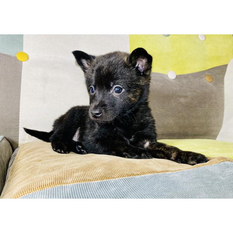 成約済の静岡県の甲斐犬-431073の8枚目