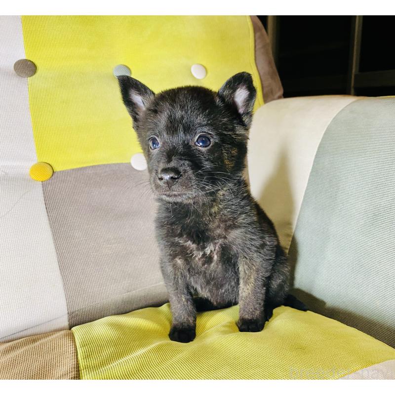 成約済の静岡県の甲斐犬-431073の7枚目