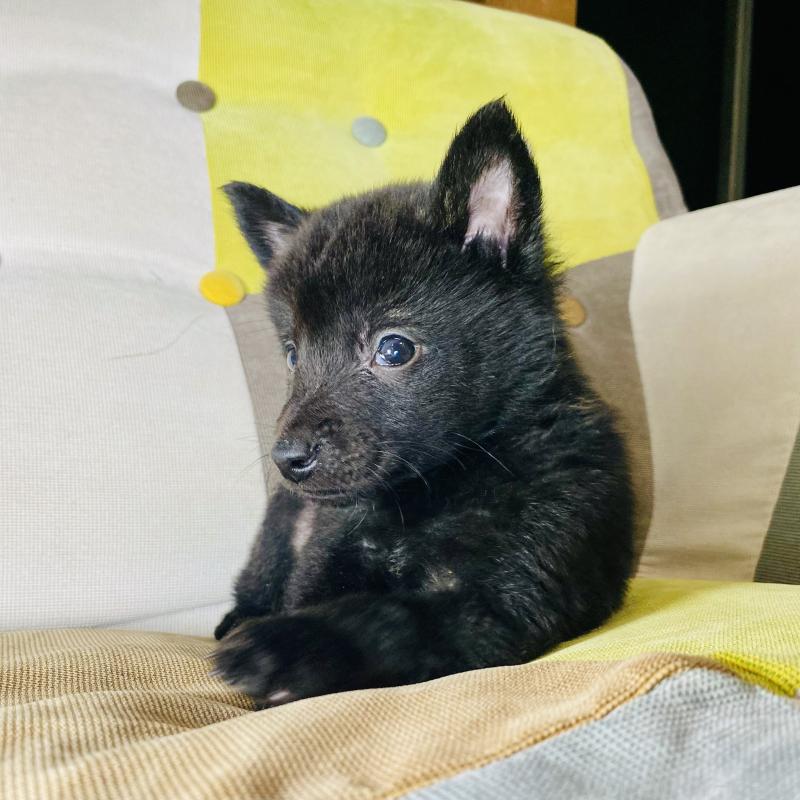 成約済の静岡県の甲斐犬-431070の7枚目