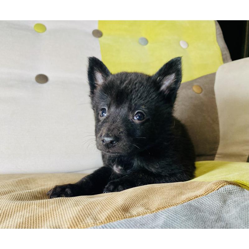 成約済の静岡県の甲斐犬-431070の6枚目