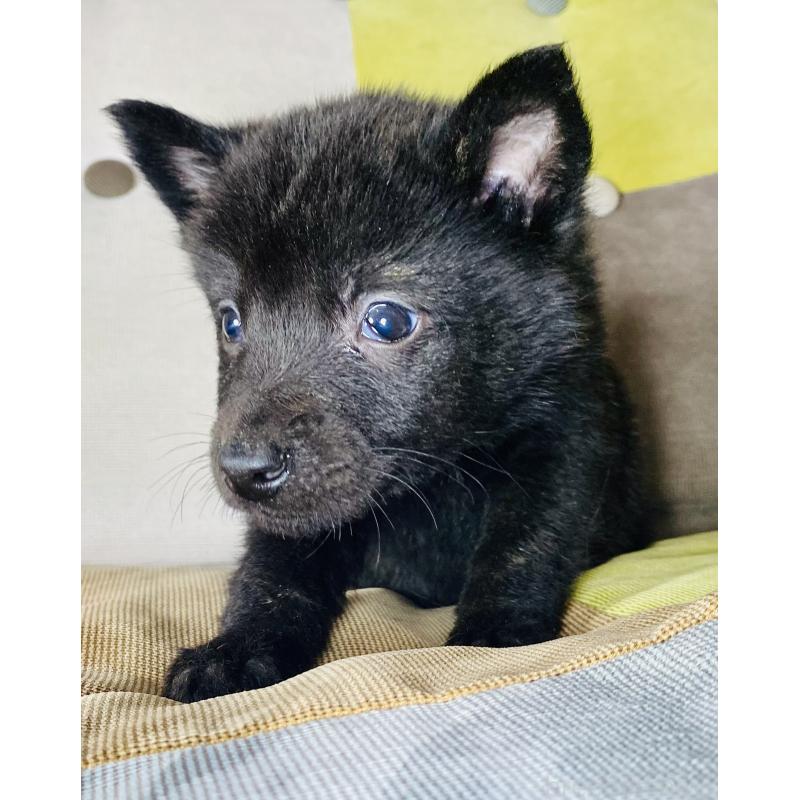 成約済の静岡県の甲斐犬-431070の5枚目