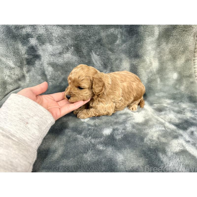 販売中の愛知県のトイプードル-429804の16枚目