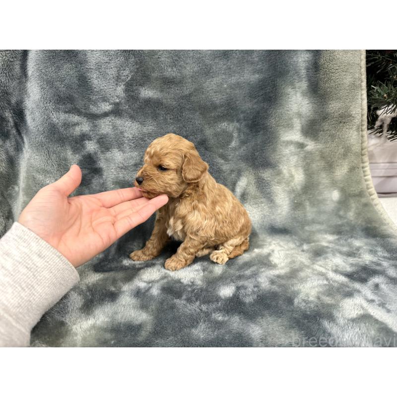 販売中の愛知県のトイプードル-429804の15枚目