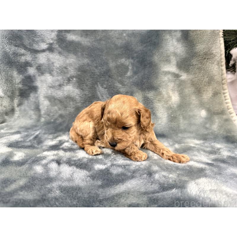 販売中の愛知県のトイプードル-429804の14枚目