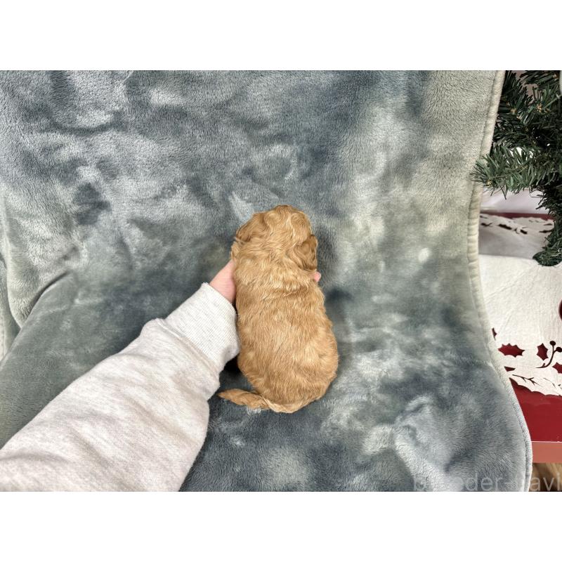 販売中の愛知県のトイプードル-429804の13枚目