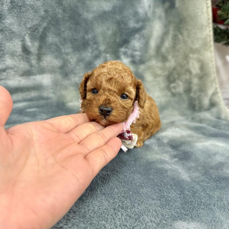 販売中の愛知県のトイプードル-429806