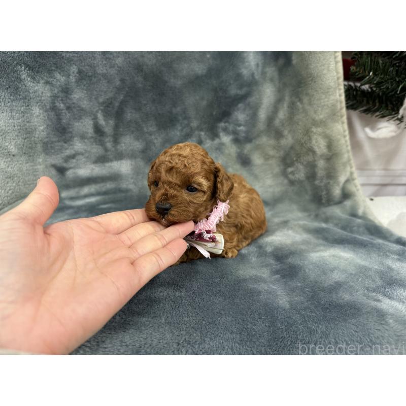 販売中の愛知県のトイプードル-429806の14枚目