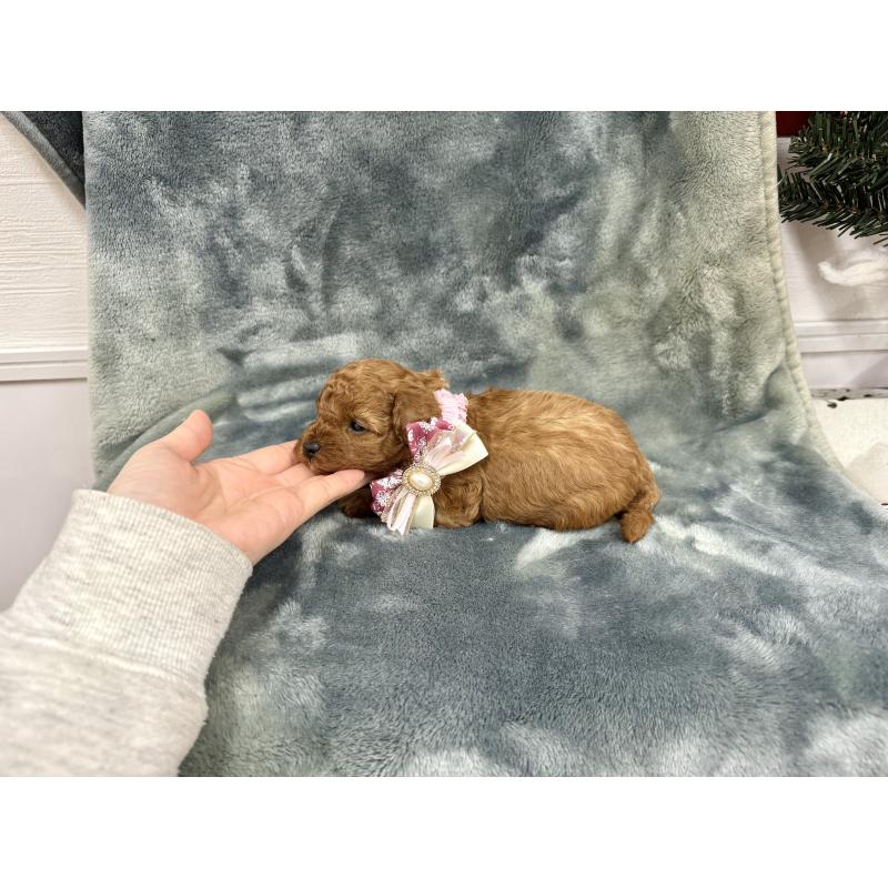 販売中の愛知県のトイプードル-429806の13枚目