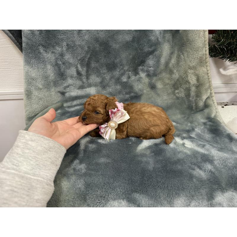 販売中の愛知県のトイプードル-429806の12枚目