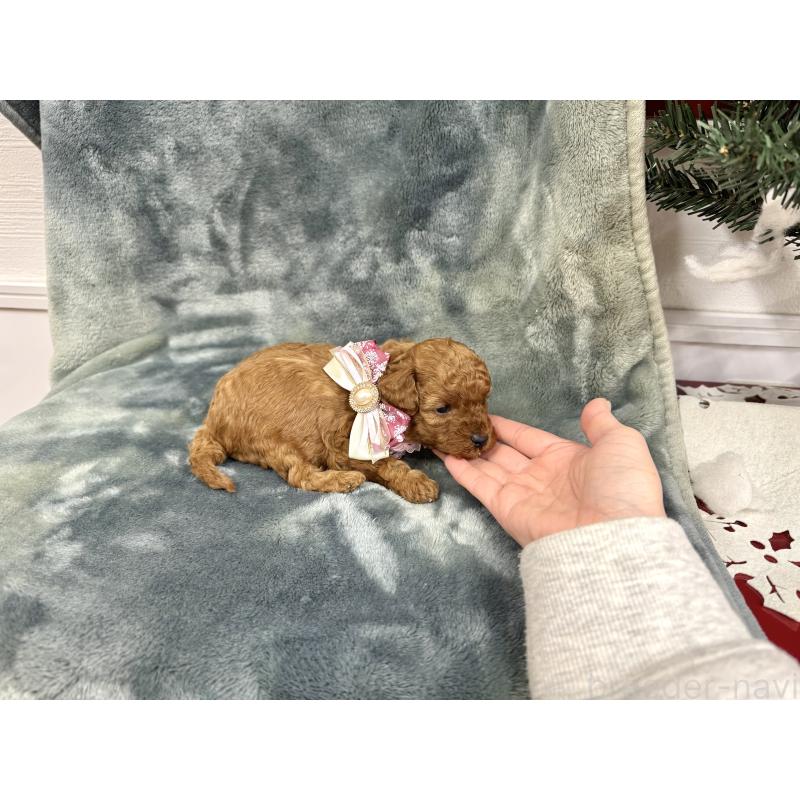 販売中の愛知県のトイプードル-429806の11枚目