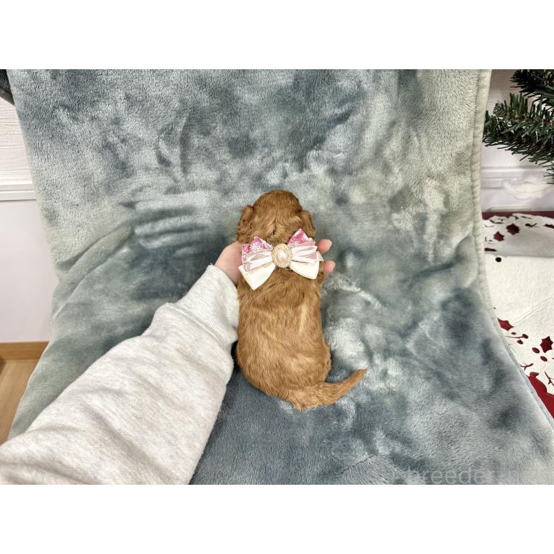 販売中の愛知県のトイプードル-429806の10枚目