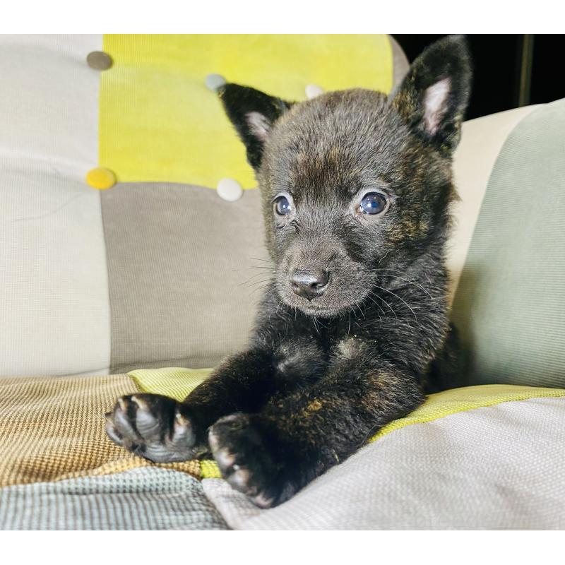 成約済の静岡県の甲斐犬-431057の10枚目