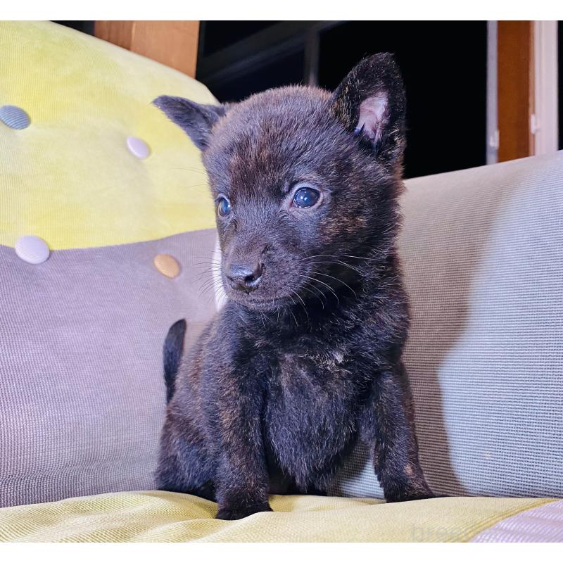 成約済の静岡県の甲斐犬-431057の9枚目