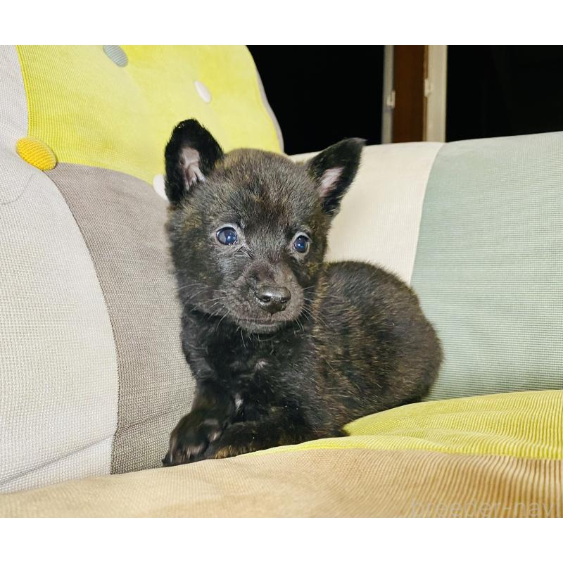 成約済の静岡県の甲斐犬-431057の8枚目